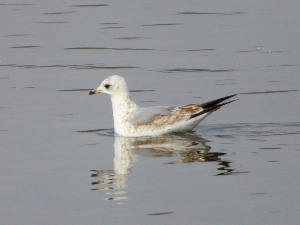 Gavine (Larus canus)